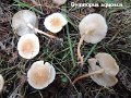 Gymnopus aquosus-amf468